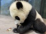 xiao qi ji the giant panda cub