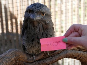 Tawny Frogmouth Chick Named at Adelaide Zoo