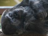 Western lowland gorilla Machi returns to Zoo Atlanta