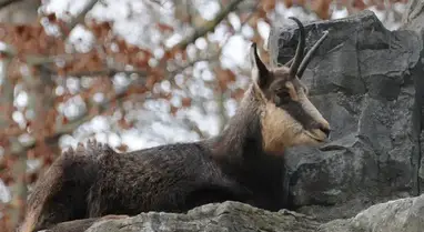 What is a chamois?  Candid Animal Cam 