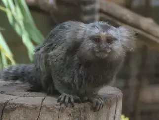 Goeldi's monkey  Smithsonian's National Zoo and Conservation