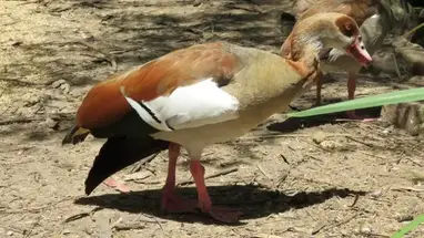 Egyptian Goose - British Waterfowl Association Species account for