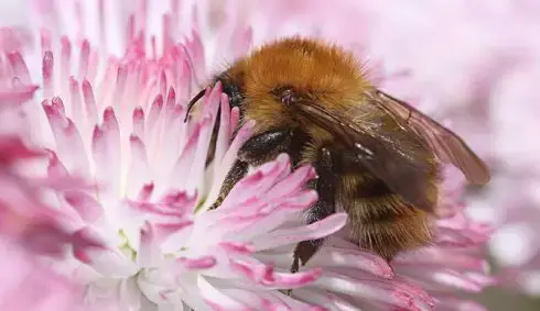 European honeybee