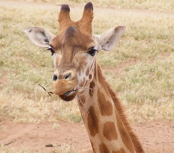 Giraffe
