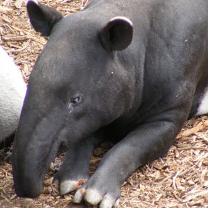 Malayan Tapir - The Animal Facts Malayan Tapir - The Animal Facts