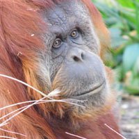 Orangutan