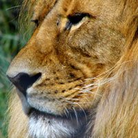 African Lion