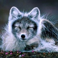 Arctic Fox