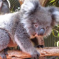 Koala - The Animal Facts
