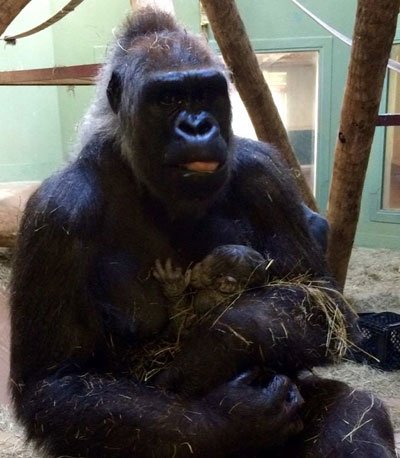 gorilla