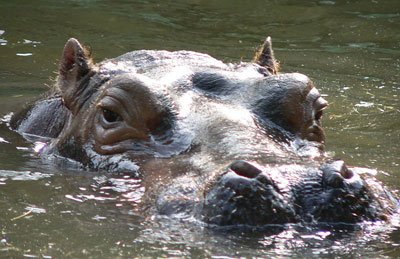 River Hippo