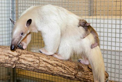 tamandua