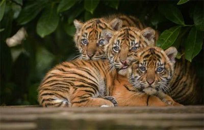sumatran tiger