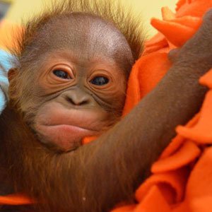 Bornean orangutan bub