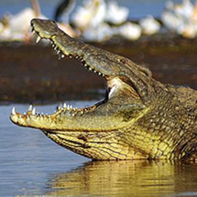Nile Crocodile