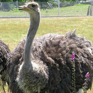 Ostrich