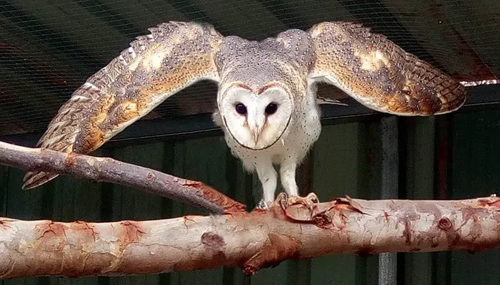 Animal Group Names Quiz - The Animal Facts Animal Group Names Quiz - The Animal Facts