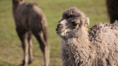 camel