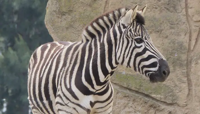 Animal Group Names Quiz - The Animal Facts Animal Group Names Quiz - The Animal Facts