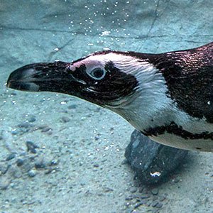 African Penguin