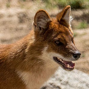 Dhole
