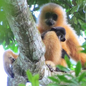Hainan gibbon