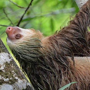 Hoffmann's two toed sloth - The Animal Facts