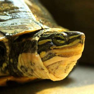 Annam leaf turtle