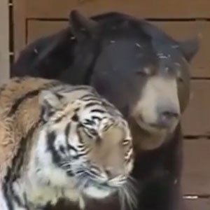 Animal friends
