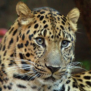 Amur leopard