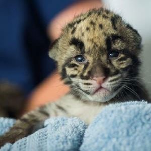 Clouded leopard cub