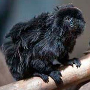 Goeldis monkey