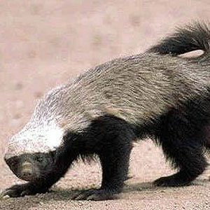 Honey Badger (Ratel) - The Animal Facts