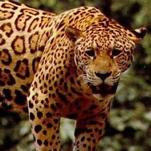 Jaguar - The Animal Facts