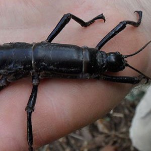 Lord Howe Island Stick Insect