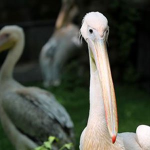 Pelican pad