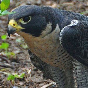 Peregrine Falcon