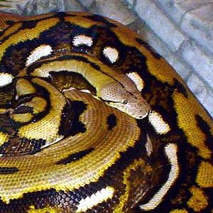Reticulated Python | The Animal Facts