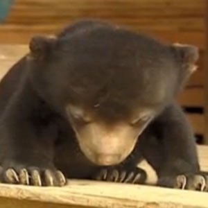 Sun Bear