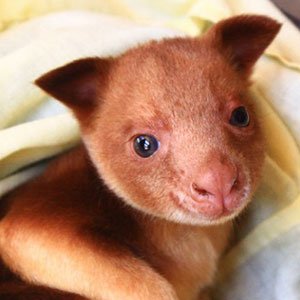 Tree kangaroo