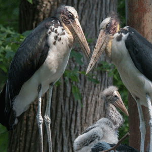 Lesser adjutant stork