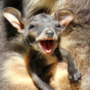Brush tailed rocky wallaby