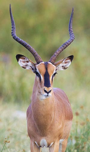 Impala - The Animal Facts