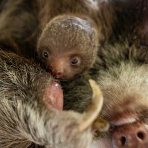 Sloth