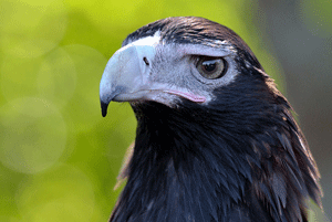 Wedge-tailed eagle