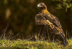 Wedge-tailed eagle