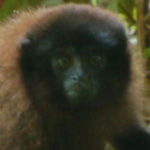 Titi monkey