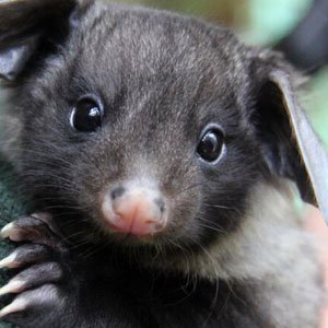 Yellow bellied glider