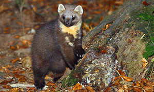 European Pine Marten