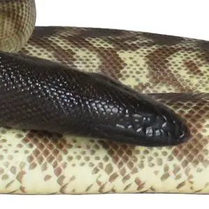 black python snake
